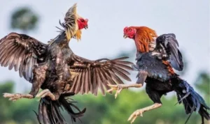 đá gà Sabong tại 123B